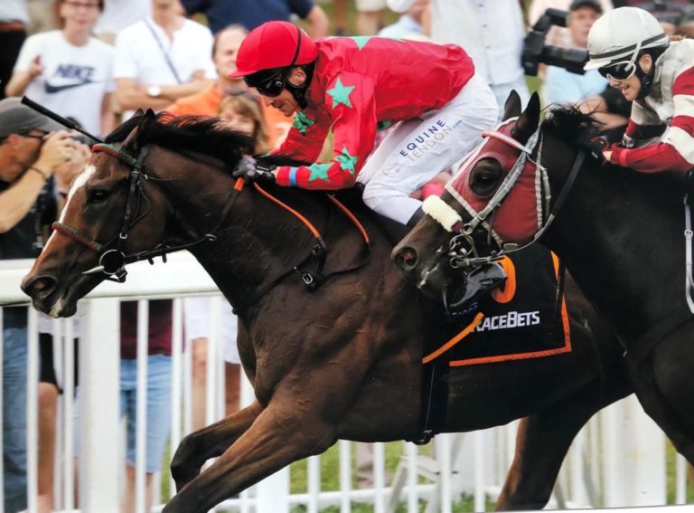Equine Tendon