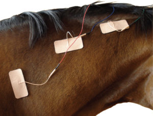 electrotherapy treatment equine rehabilitation