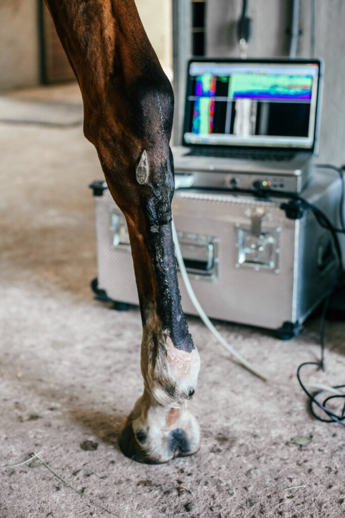 Horse leg with UTC scanner in the background