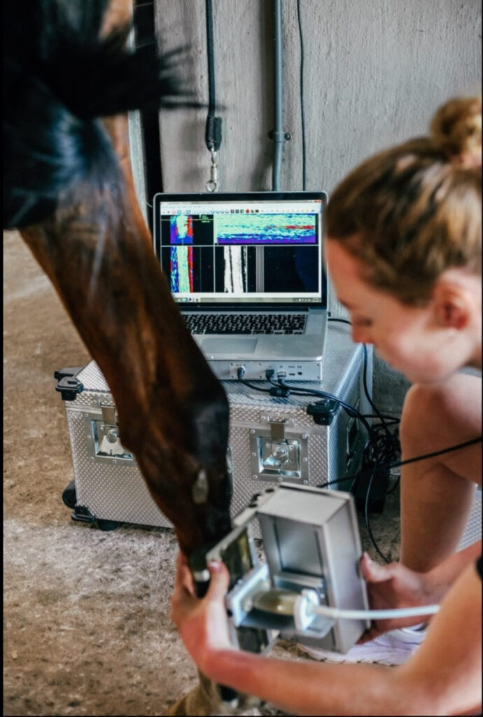 Vet using the UCT scanner on a horses back leg
